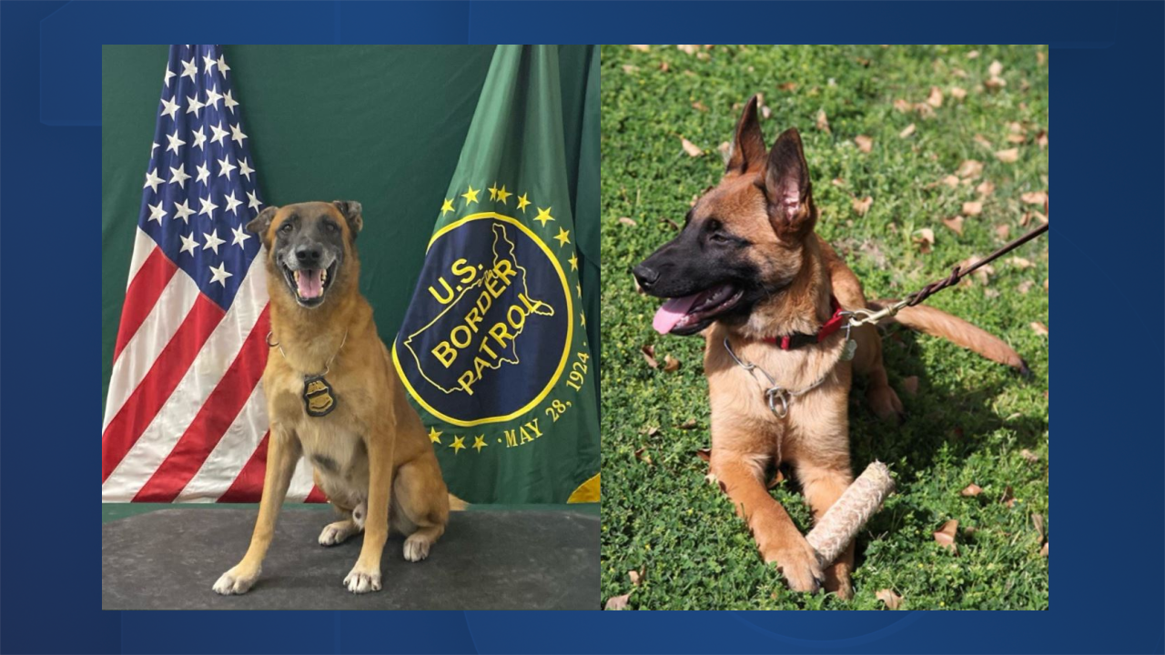 Malinois dog border patrol deals